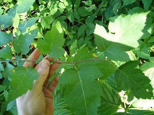 malus coronaria (pommier odorant)